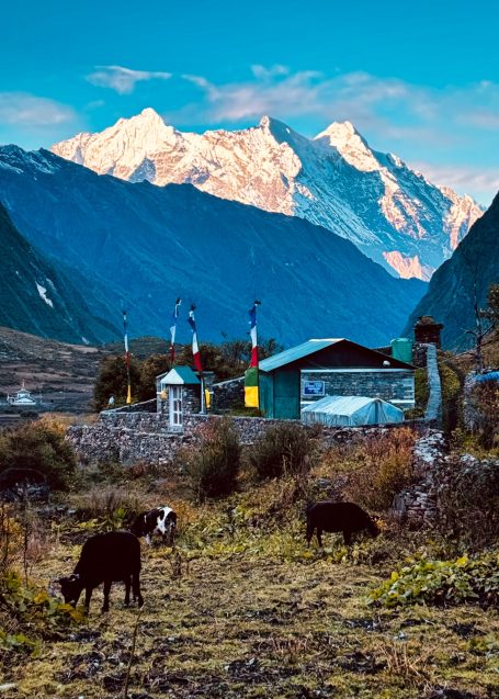Landschaft mit Bergen im Hintergrund, Kühe grasen vor einem kleinen, bunten Gebäude.