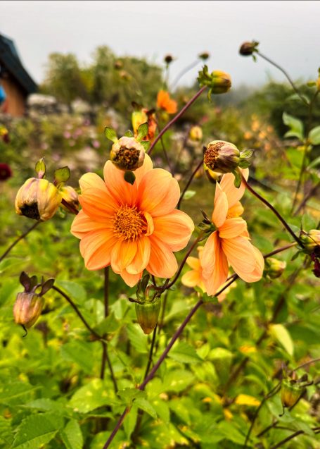 Pfirsichfarbene Dahlienblüten umgeben von grünem Laub in einem Garten.