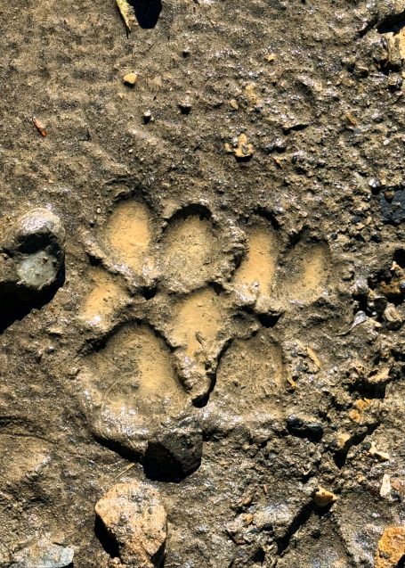 Hundepfotenabdruck im sandigen Boden, umgeben von kleinen Steinen.