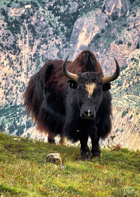 Schwarzes Yak mit geschwungenen Hörnern auf einer grünen Wiese in bergiger Landschaft.