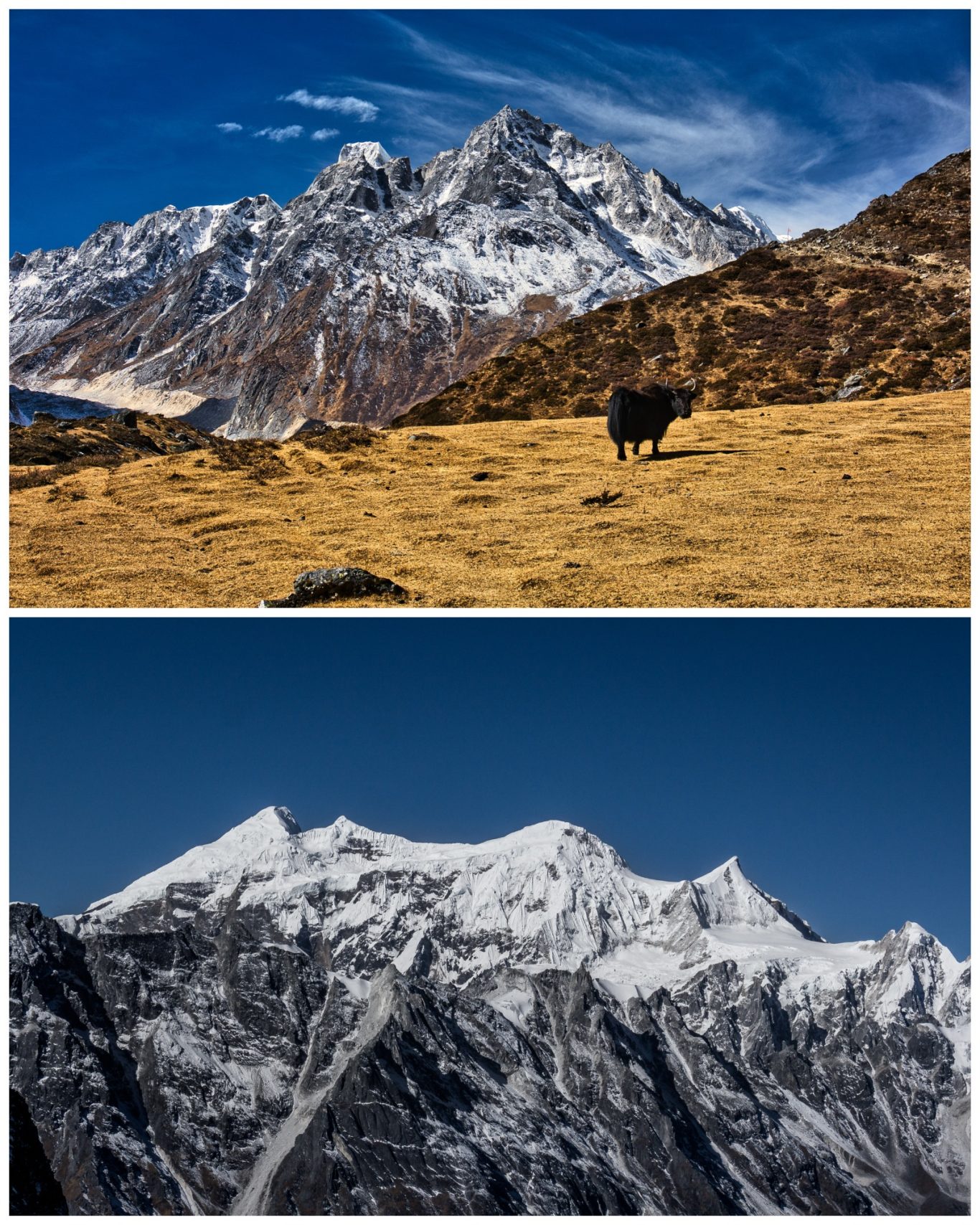 Überschreitung Larkya La (5.106 m) Berglandschaft mit schneebedeckten Gipfeln und weidenden Tieren im Vordergrund.