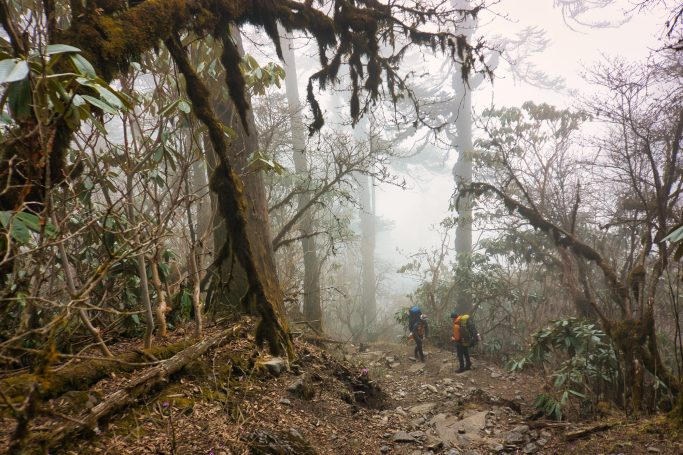 Zwei Wanderer gehen durch einen nebligen, bewaldeten Pfad mit dichten Bäumen.