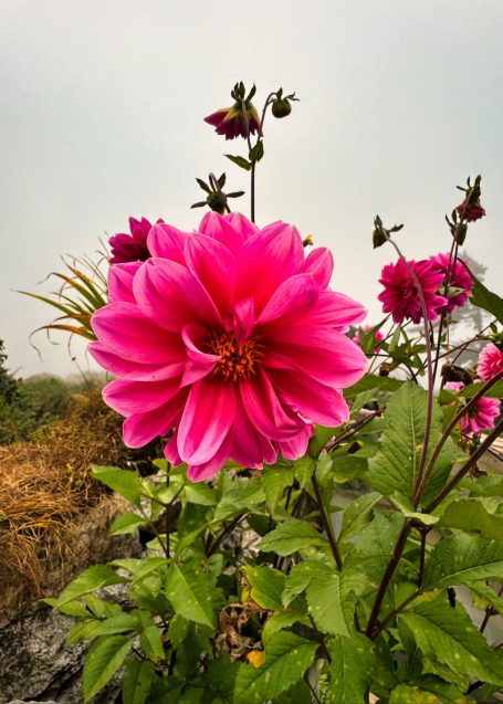 Leuchtend pinkfarbene Dahlie mit grünen Blättern und weiteren blühenden Pflanzen im Hintergrund.