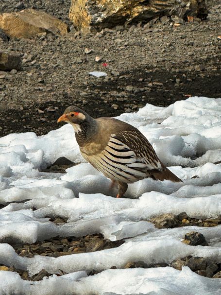 Eine Wachtel mit gestreiftem Gefieder im Schnee.