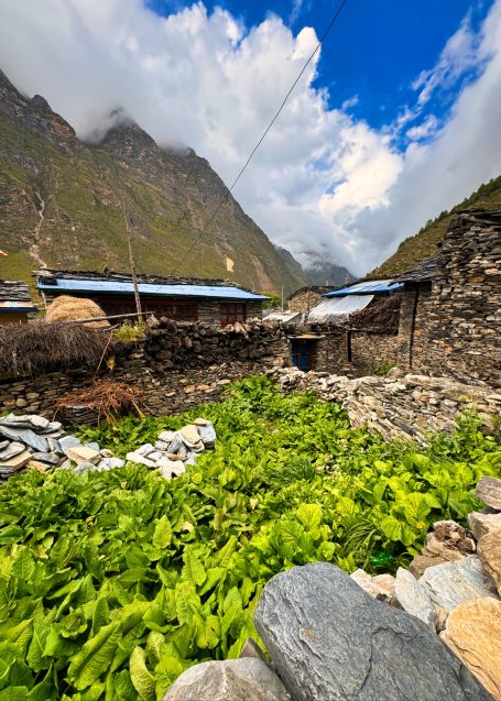 Üppige grüne Pflanzen wachsen zwischen steinernen Strukturen in einer Berglandschaft.