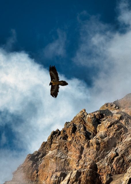 Ein Greifvogel schwebt über einer felsigen Berglandschaft unter blauem Himmel.