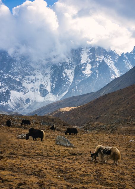 Schneebedeckte Berge im Hintergrund, Yaks grasen auf einer weiten, trockenen Wiese.