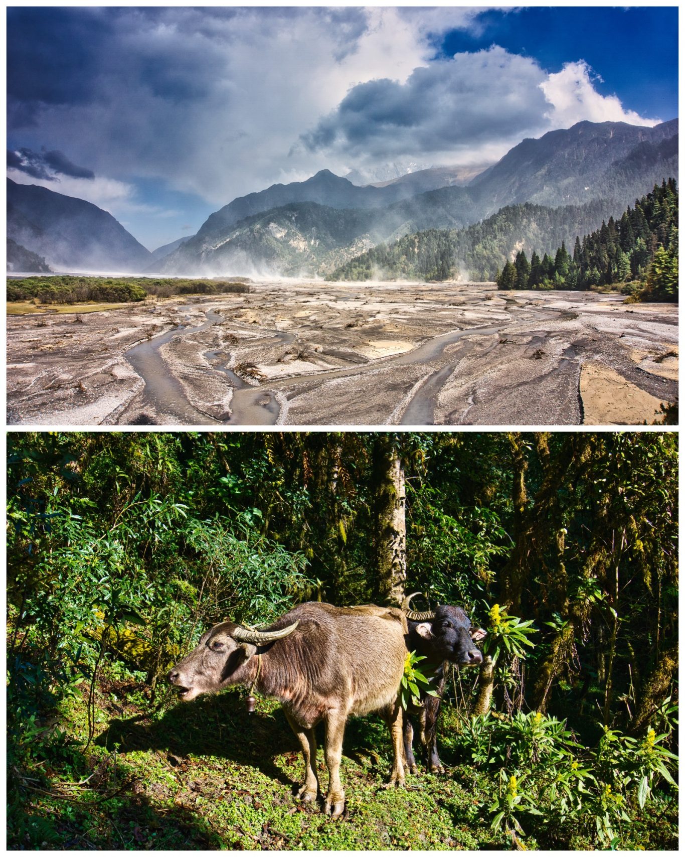 Kali Gandaki Valley & Buffalos Mischung aus gebirgiger Landschaft und Kühen in einem üppigen Waldgebiet.