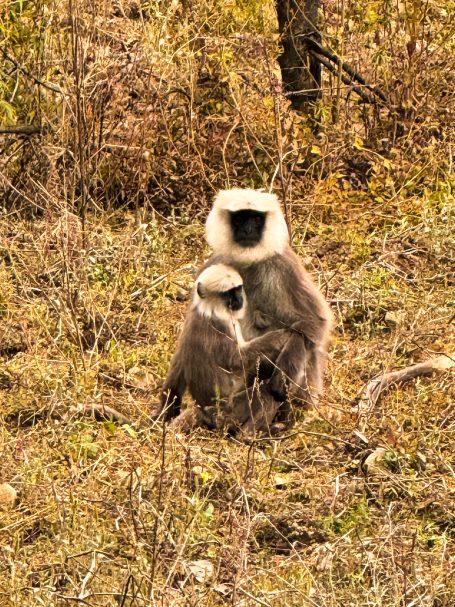 Zwei Paviane sitzen im Gras, einer kümmert sich um den anderen.