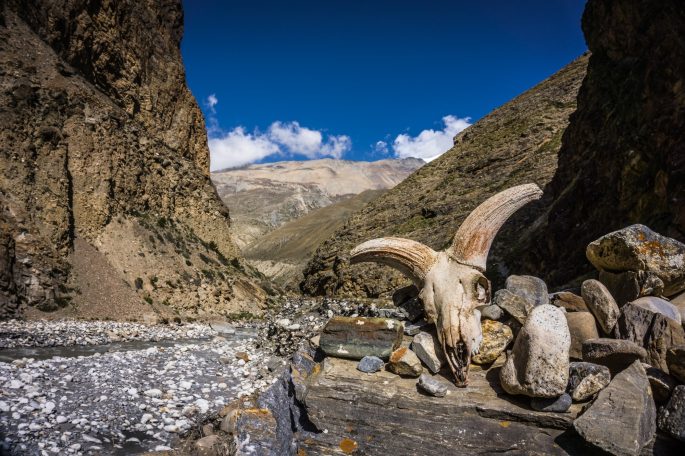 Horn eines Wildtieres liegt neben einem Fluss in einer felsigen Schlucht unter blauem Himmel.