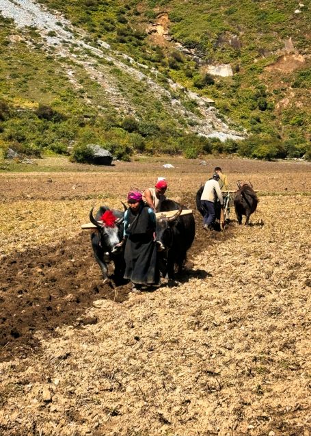 Bauern pflügen mit Ochsen in einem offenen Feld, umgeben von Hügeln und Natur.