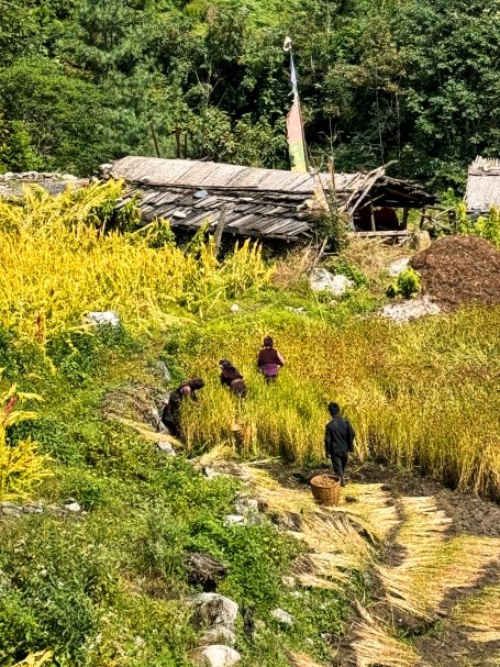 Menschen ernten in einem goldenen Feld vor einem einfachen Bauernhaus.