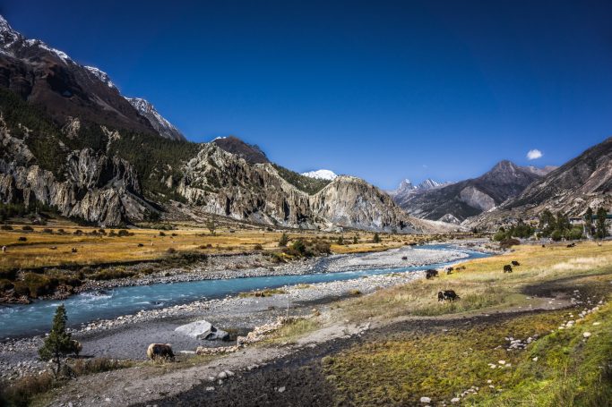 Berglandschaft mit Fluss, Wiesen und Kühen unter klarem blauen Himmel.