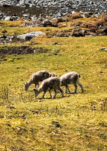Drei Steinböcke weiden auf einer grünen Wiese in einer bergigen Landschaft.